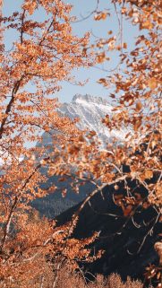 Leaf Wallpapers Free Download – Best Tree Leaf Wallpapers for Mobile (31)