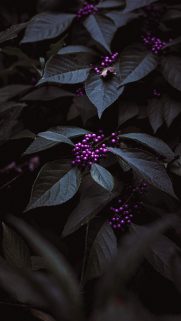 Leaf Wallpapers Free Download – Best Tree Leaf Wallpapers for Mobile (36)