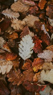 Leaf Wallpapers Free Download – Best Tree Leaf Wallpapers for Mobile (38)