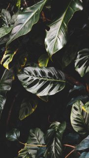 Leaf Wallpapers Free Download – Best Tree Leaf Wallpapers for Mobile (41)