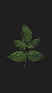 Leaf Wallpapers Free Download – Best Tree Leaf Wallpapers for Mobile (42)