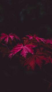 Leaf Wallpapers Free Download – Best Tree Leaf Wallpapers for Mobile (5)