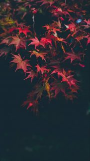 Leaf Wallpapers Free Download – Best Tree Leaf Wallpapers for Mobile (6)