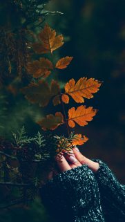 Leaf Wallpapers Free Download – Best Tree Leaf Wallpapers for Mobile (7)