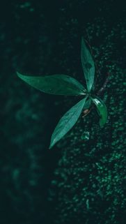 Leaf Wallpapers Free Download – Best Tree Leaf Wallpapers for Mobile (8)