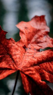 Leaf Wallpapers Free Download – Best Tree Leaf Wallpapers for Mobile (9)