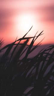 Nature Wallpapers Free Download – Best Nature Wallpapers for Mobile (105)