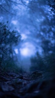 Nature Wallpapers Free Download – Best Nature Wallpapers for Mobile (113)