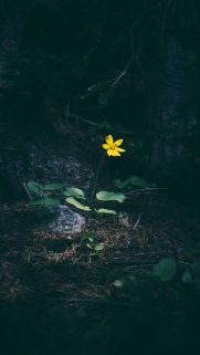 Nature Wallpapers Free Download – Best Nature Wallpapers for Mobile (117)