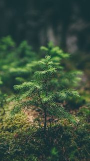 Tree Wallpapers Free Download – Best Tree Wallpapers for Mobile