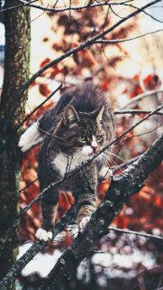 Nature Wallpapers Free Download – Best Nature Wallpapers for Mobile (132)
