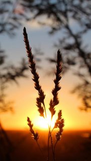 Tree Wallpapers Free Download – Best Tree Wallpapers for Mobile