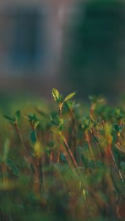 Tree Wallpapers Free Download – Best Tree  Wallpapers for Mobile