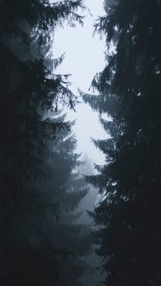 Tree Wallpapers Free Download – Best Tree Wallpapers for Mobile