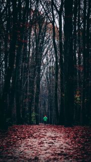 Nature Wallpapers Free Download – Best Nature Wallpapers for Mobile (167)