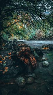 Nature Wallpapers Free Download – Best Nature Wallpapers for Mobile (194)