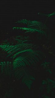 Nature Wallpapers Free Download – Best Nature Wallpapers for Mobile (209)
