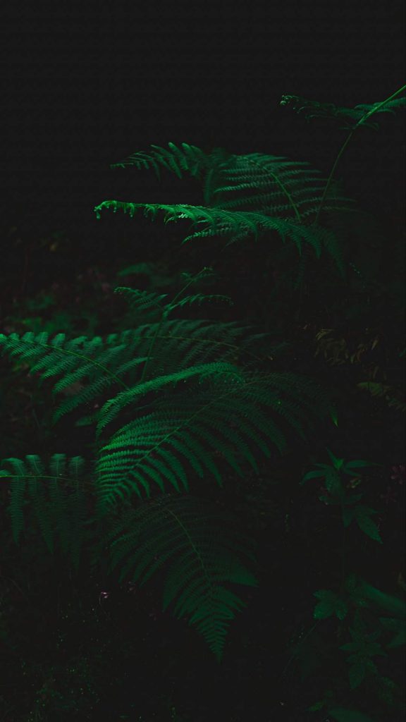 Previous