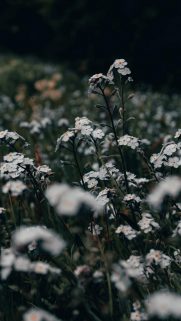 Nature Wallpapers Free Download – Best Nature Wallpapers for Mobile (260)