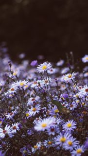 Nature Wallpapers Free Download – Best Nature Wallpapers for Mobile (271)