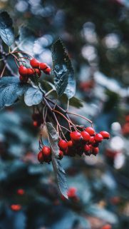 Nature Wallpapers Free Download – Best Nature Wallpapers for Mobile (274)