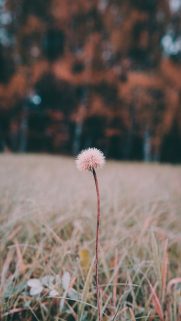 Nature Wallpapers Free Download – Best Nature Wallpapers for Mobile (277)