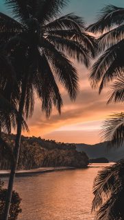 Tree Wallpapers Free Download – Best Tree Wallpapers for Mobile