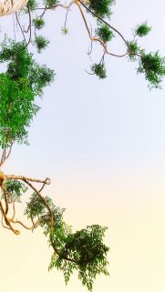 Nature Wallpapers Free Download – Best Nature Wallpapers for Mobile (325)