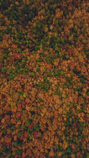 Nature Wallpapers Free Download – Best Nature Wallpapers for Mobile (330)