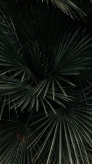 Nature Wallpapers Free Download – Best Nature Wallpapers for Mobile (331)