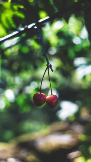 Nature Wallpapers Free Download – Best Nature Wallpapers for Mobile (352)