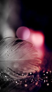 Nature Wallpapers Free Download – Best Nature Wallpapers for Mobile (354)