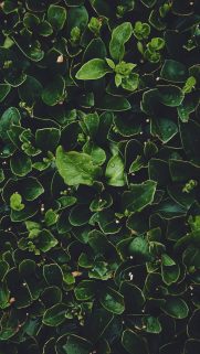 Nature Wallpapers Free Download – Best Nature Wallpapers for Mobile (360)