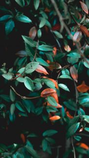 Nature Wallpapers Free Download – Best Nature Wallpapers for Mobile (361)
