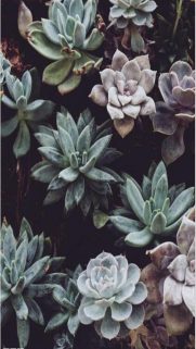 Nature Wallpapers Free Download – Best Nature Wallpapers for Mobile (362)