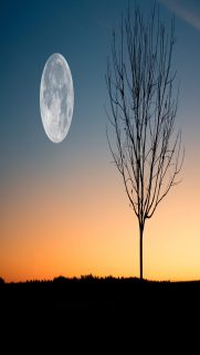 Nature Wallpapers Free Download – Best Nature Wallpapers for Mobile (365)