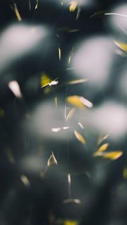 Nature Wallpapers Free Download – Best Nature Wallpapers for Mobile (373)
