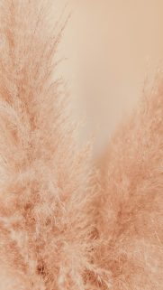 Nature Wallpapers Free Download – Best Nature Wallpapers for Mobile (379)