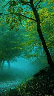 Tree Wallpapers Free Download – Best Tree Wallpapers for Mobile