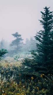 Tree Wallpapers Free Download – Best Tree Wallpapers for Mobile