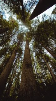 Tree Wallpapers Free Download – Best Tree Wallpapers for Mobile