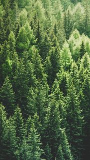 Tree  Wallpapers Free Download – Best Tree Wallpapers for Mobile