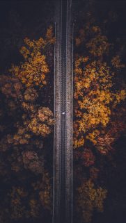 Tree  Wallpapers Free Download – Best Tree  Wallpapers for Mobile