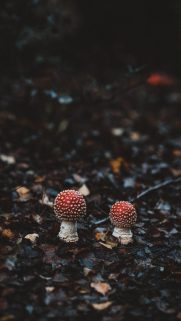 Nature Wallpapers Free Download – Best Nature Wallpapers for Mobile (49)