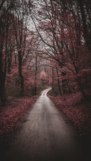 Tree Wallpapers Free Download – Best Tree Wallpapers for Mobile