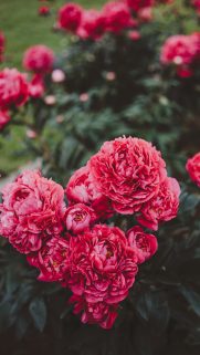 best-of-rose-garden-phone-hd-wallpapers-download