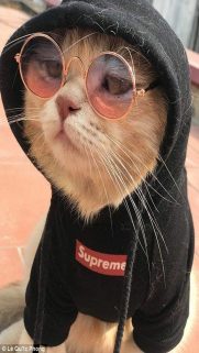 Funny Cat Wallpapers Free Download – Best Wallpapers