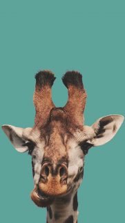 Giraffe HD Wallpapers For Phone – Best Wallpapers