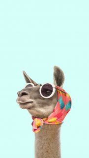 IIama Wallpapers Free Download For Phone – Best Wallpapers