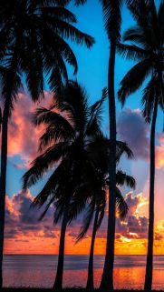 Nature HD Wallpapers for Phone